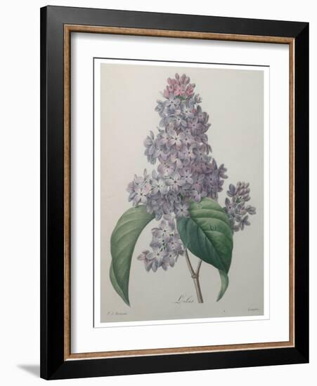 Lilacs-Pierre-Joseph Redoute-Framed Art Print