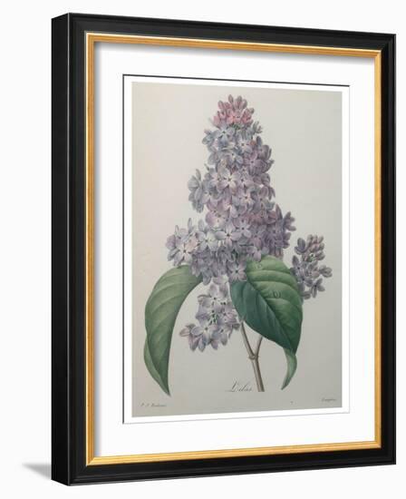 Lilacs-Pierre-Joseph Redoute-Framed Art Print