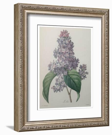 Lilacs-Pierre-Joseph Redoute-Framed Premium Giclee Print