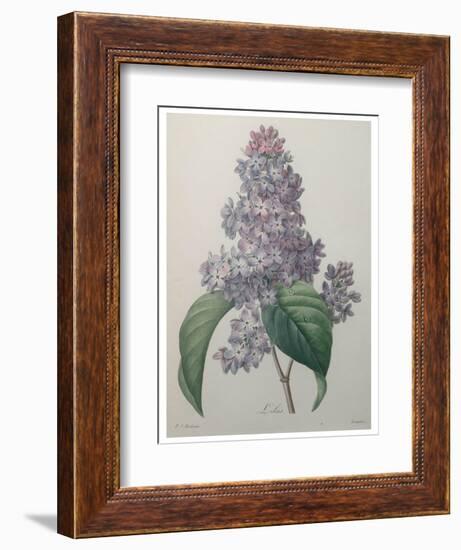 Lilacs-Pierre-Joseph Redoute-Framed Premium Giclee Print