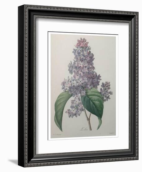 Lilacs-Pierre-Joseph Redoute-Framed Premium Giclee Print