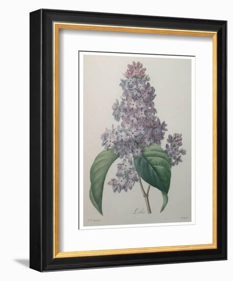 Lilacs-Pierre-Joseph Redoute-Framed Premium Giclee Print