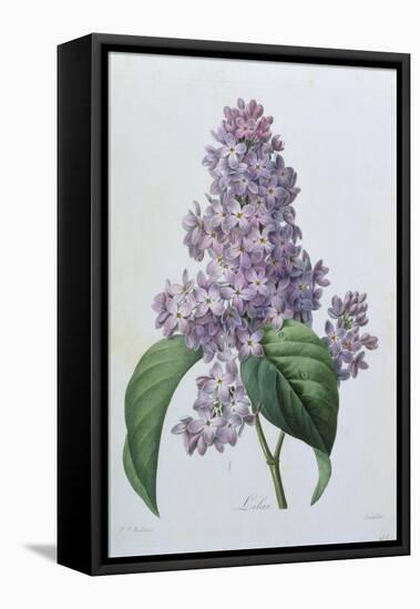 Lilacs-Pierre-Joseph Redouté-Framed Premier Image Canvas