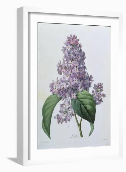 Lilacs-Pierre-Joseph Redouté-Framed Giclee Print