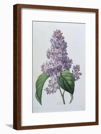 Lilacs-Pierre-Joseph Redouté-Framed Giclee Print