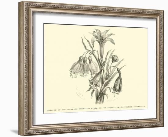 Liliaceae of Sacsahuaman, Amaryllis Aurea, Crinum Urceolatum, Pancratium Recurvatum-Édouard Riou-Framed Giclee Print