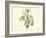 Liliaceae of Sacsahuaman, Amaryllis Aurea, Crinum Urceolatum, Pancratium Recurvatum-Édouard Riou-Framed Giclee Print