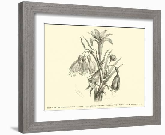 Liliaceae of Sacsahuaman, Amaryllis Aurea, Crinum Urceolatum, Pancratium Recurvatum-Édouard Riou-Framed Giclee Print