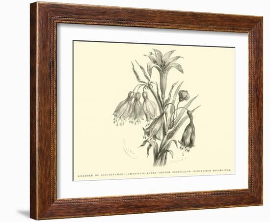 Liliaceae of Sacsahuaman, Amaryllis Aurea, Crinum Urceolatum, Pancratium Recurvatum-Édouard Riou-Framed Giclee Print