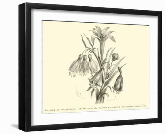 Liliaceae of Sacsahuaman, Amaryllis Aurea, Crinum Urceolatum, Pancratium Recurvatum-Édouard Riou-Framed Giclee Print