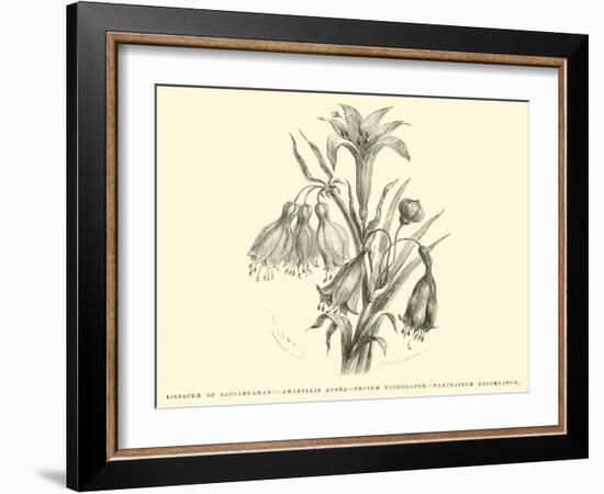 Liliaceae of Sacsahuaman, Amaryllis Aurea, Crinum Urceolatum, Pancratium Recurvatum-Édouard Riou-Framed Giclee Print