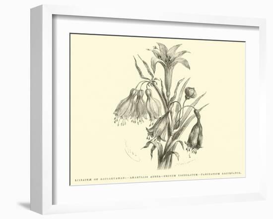 Liliaceae of Sacsahuaman, Amaryllis Aurea, Crinum Urceolatum, Pancratium Recurvatum-Édouard Riou-Framed Giclee Print