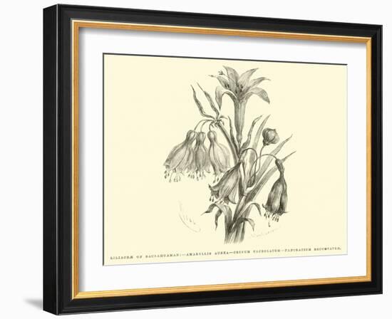 Liliaceae of Sacsahuaman, Amaryllis Aurea, Crinum Urceolatum, Pancratium Recurvatum-Édouard Riou-Framed Giclee Print