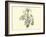 Liliaceae of Sacsahuaman, Amaryllis Aurea, Crinum Urceolatum, Pancratium Recurvatum-Édouard Riou-Framed Giclee Print