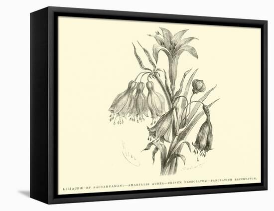 Liliaceae of Sacsahuaman, Amaryllis Aurea, Crinum Urceolatum, Pancratium Recurvatum-Édouard Riou-Framed Premier Image Canvas