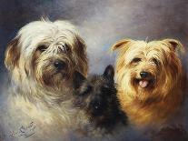 A Dandie Dinmont-Lilian Cheviot-Giclee Print