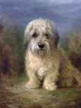 A Tibetan, a Cairn and a Silky Terrier-Lilian Cheviot-Giclee Print