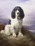 A Dandie Dinmont-Lilian Cheviot-Giclee Print