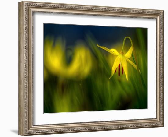 Lilies 1-Ursula Abresch-Framed Photographic Print