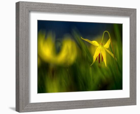 Lilies 1-Ursula Abresch-Framed Photographic Print