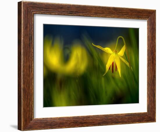 Lilies 1-Ursula Abresch-Framed Photographic Print