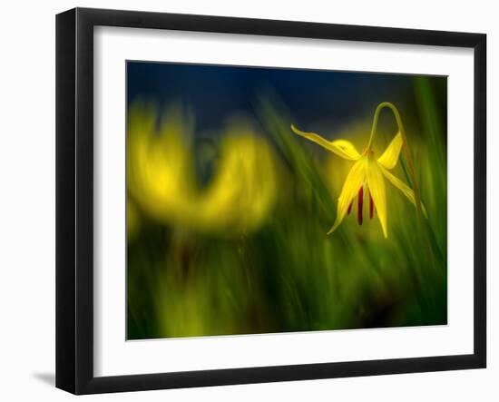 Lilies 1-Ursula Abresch-Framed Photographic Print