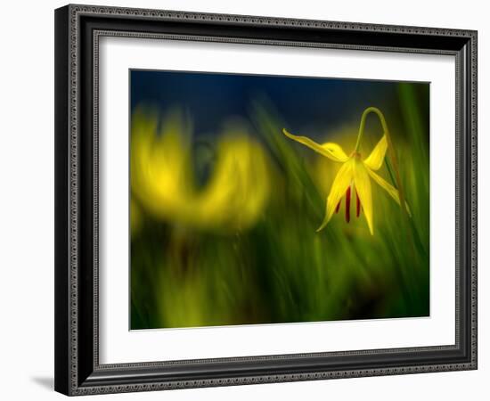 Lilies 1-Ursula Abresch-Framed Photographic Print