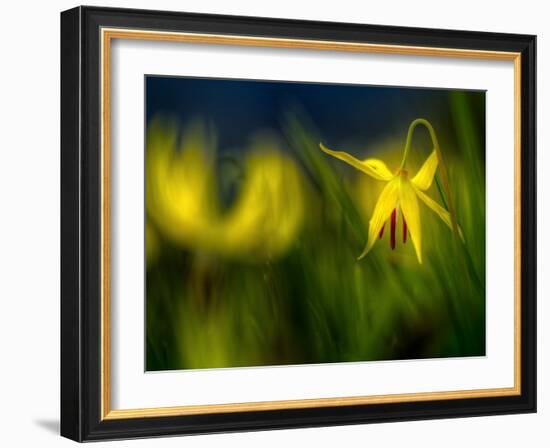 Lilies 1-Ursula Abresch-Framed Photographic Print