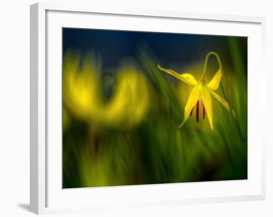 Lilies 1-Ursula Abresch-Framed Photographic Print