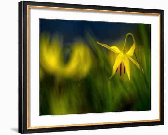 Lilies 1-Ursula Abresch-Framed Photographic Print