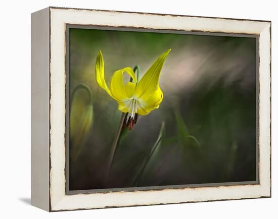 Lilies 2-Ursula Abresch-Framed Premier Image Canvas