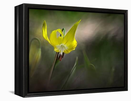 Lilies 2-Ursula Abresch-Framed Premier Image Canvas