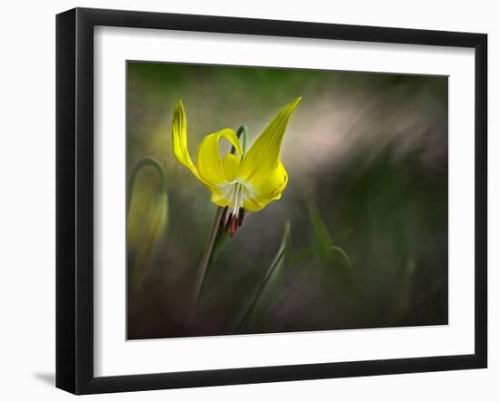 Lilies 2-Ursula Abresch-Framed Photographic Print