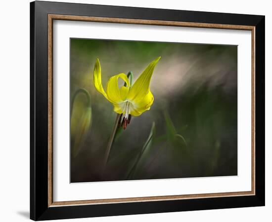 Lilies 2-Ursula Abresch-Framed Photographic Print