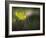 Lilies 2-Ursula Abresch-Framed Photographic Print