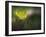 Lilies 2-Ursula Abresch-Framed Photographic Print