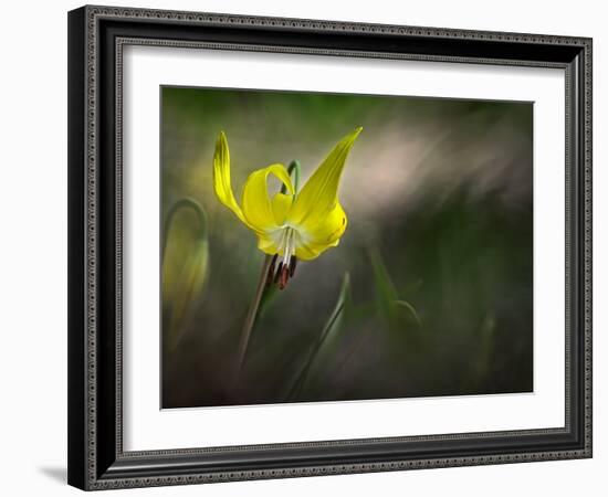 Lilies 2-Ursula Abresch-Framed Photographic Print