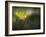 Lilies 2-Ursula Abresch-Framed Photographic Print