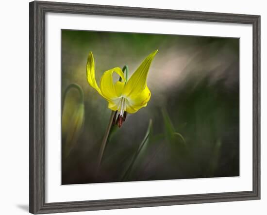 Lilies 2-Ursula Abresch-Framed Photographic Print