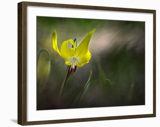 Lilies 2-Ursula Abresch-Framed Photographic Print