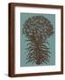 Lilies 5-Botanical Series-Framed Art Print