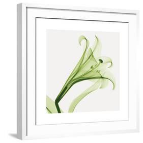 Lilies A (Positive)-Steven N^ Meyers-Framed Giclee Print