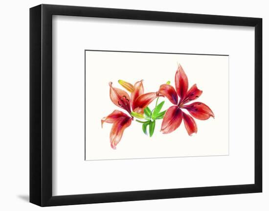 Lilies against white background-Panoramic Images-Framed Photographic Print
