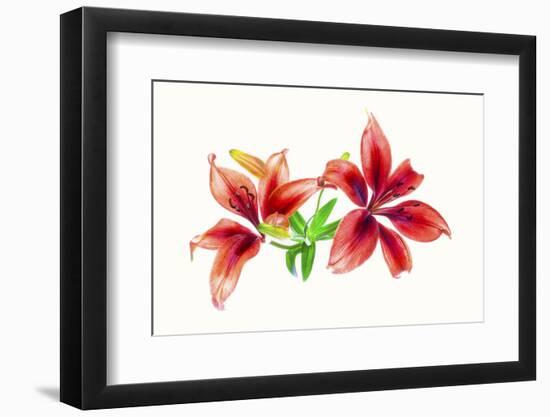 Lilies against white background-Panoramic Images-Framed Photographic Print