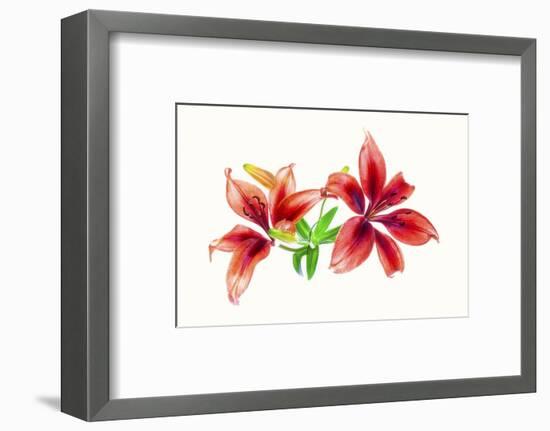 Lilies against white background-Panoramic Images-Framed Photographic Print