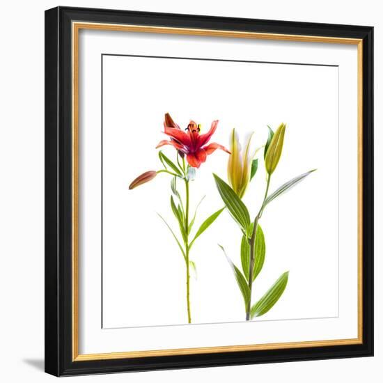 Lilies against white background-Panoramic Images-Framed Photographic Print