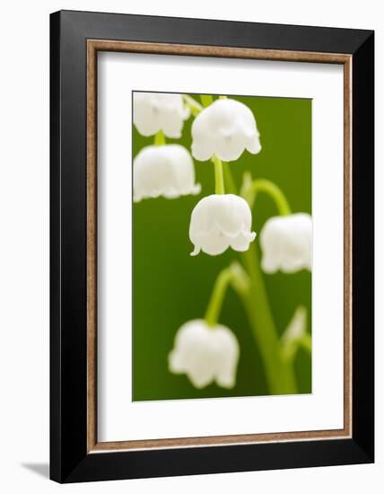 Lilies, Convallaria Majalis, Detail, Blooms, Series, Plant, Flowers, Lily-Plants, May-Flower, Prime-Herbert Kehrer-Framed Photographic Print