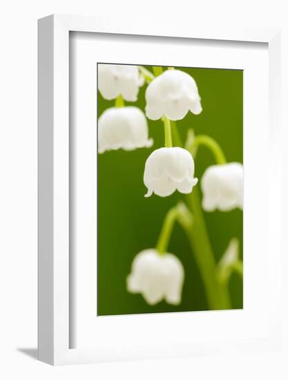 Lilies, Convallaria Majalis, Detail, Blooms, Series, Plant, Flowers, Lily-Plants, May-Flower, Prime-Herbert Kehrer-Framed Photographic Print