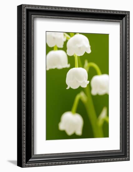 Lilies, Convallaria Majalis, Detail, Blooms, Series, Plant, Flowers, Lily-Plants, May-Flower, Prime-Herbert Kehrer-Framed Photographic Print