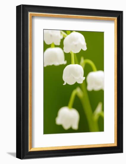 Lilies, Convallaria Majalis, Detail, Blooms, Series, Plant, Flowers, Lily-Plants, May-Flower, Prime-Herbert Kehrer-Framed Photographic Print